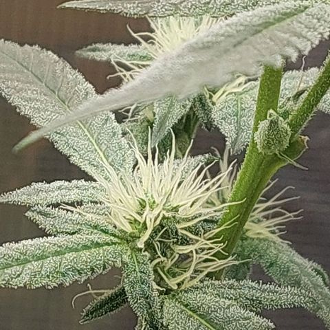 Nanaz growlog timeline photo