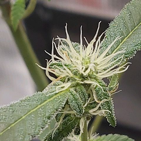 Nanaz growlog timeline photo