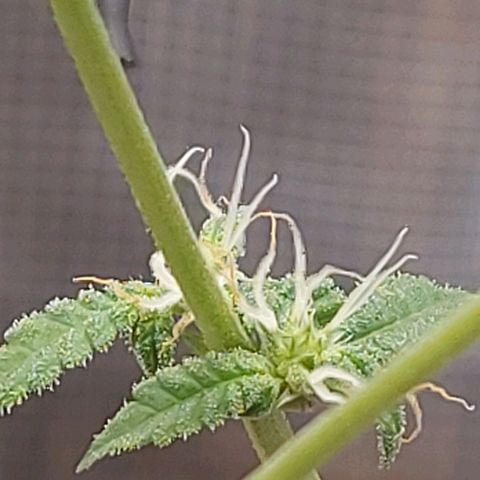 Nanaz growlog timeline photo