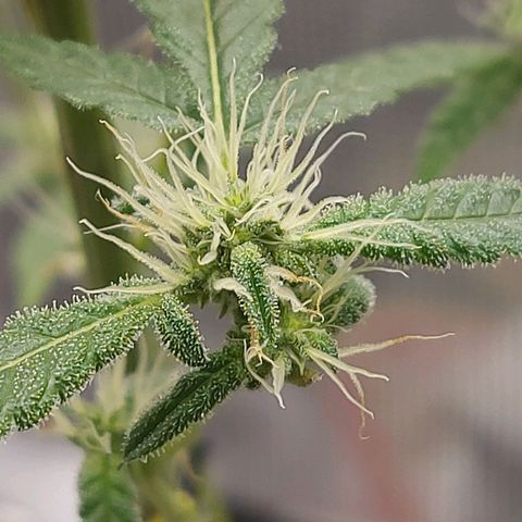 Nanaz growlog timeline photo