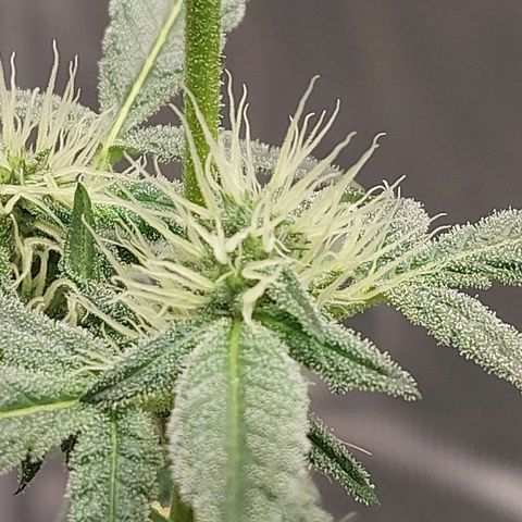 Nanaz growlog timeline photo