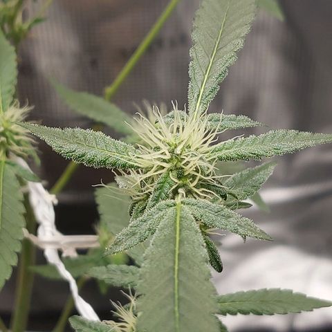 Nanaz growlog timeline photo