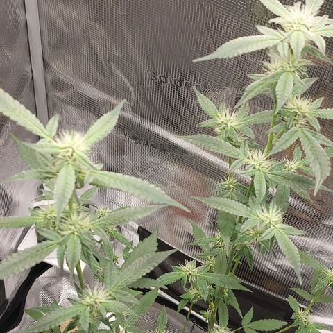 Nanaz growlog timeline photo