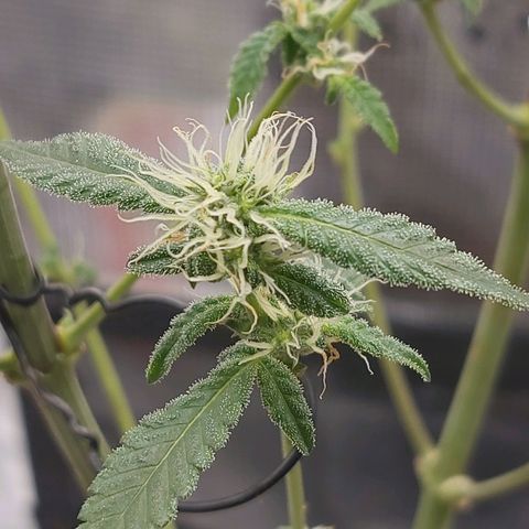 Nanaz growlog timeline photo