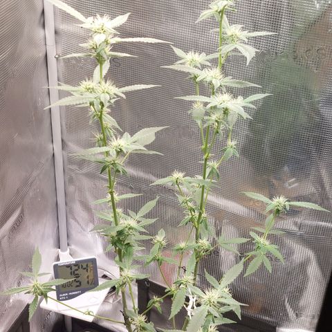 Nanaz growlog timeline photo