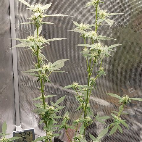 Nanaz growlog timeline photo