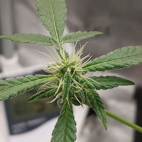 Nanaz growlog timeline photo