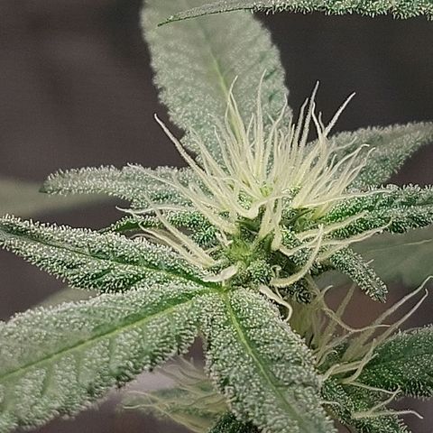 Nanaz growlog timeline photo