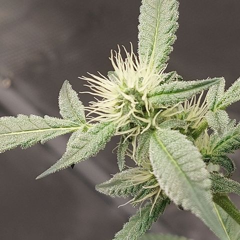 Nanaz growlog timeline photo
