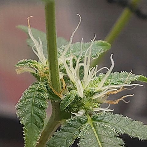 Nanaz growlog timeline photo