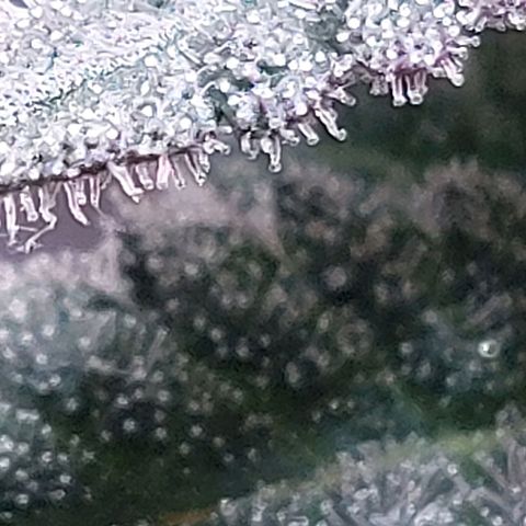 Nanaz growlog timeline photo