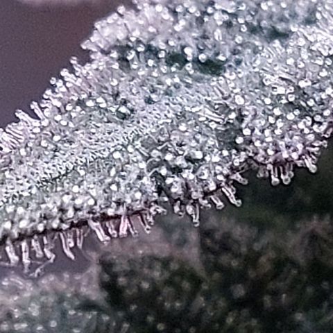 Nanaz growlog timeline photo