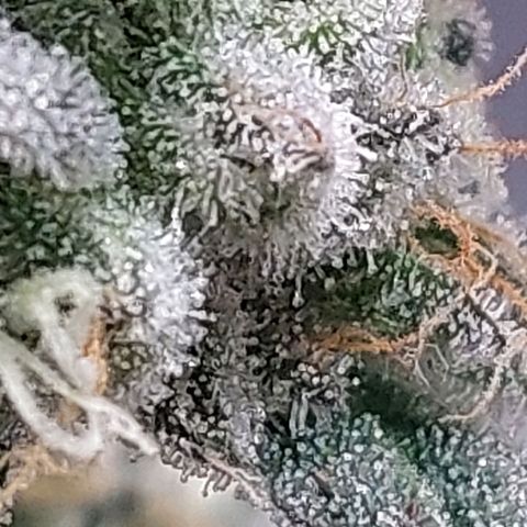 Nanaz growlog timeline photo