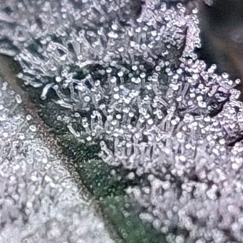 Nanaz growlog timeline photo