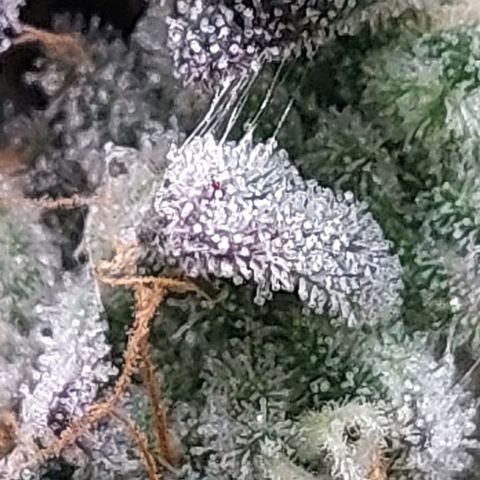 Nanaz growlog timeline photo