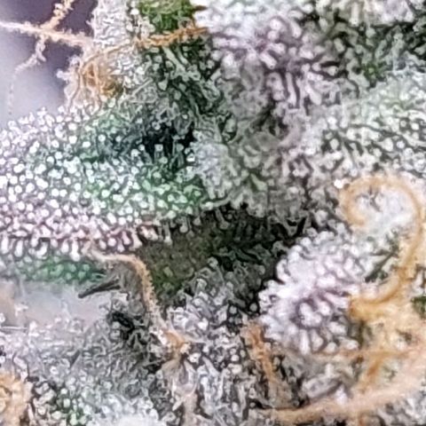 Nanaz growlog timeline photo