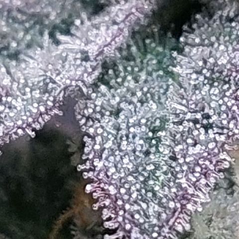 Nanaz growlog timeline photo