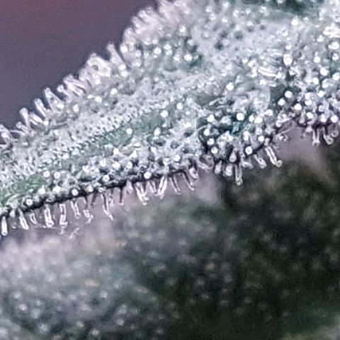 Nanaz growlog timeline photo