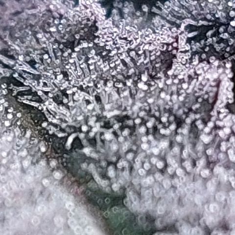 Nanaz growlog timeline photo