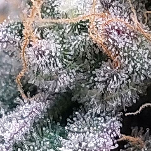 Nanaz growlog timeline photo