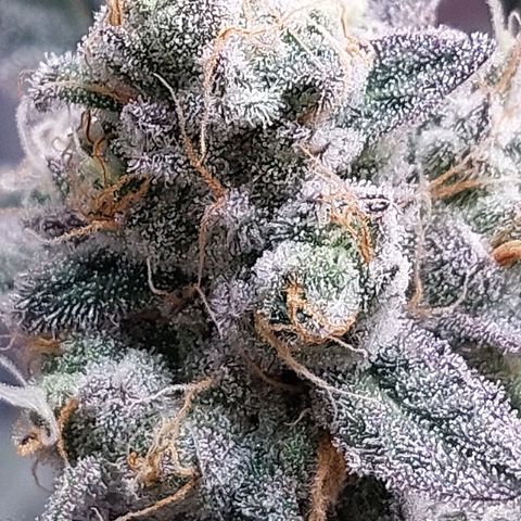 Nanaz growlog timeline photo