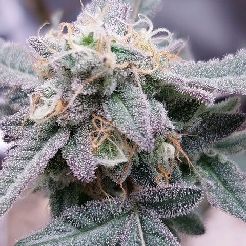 Nanaz growlog timeline photo