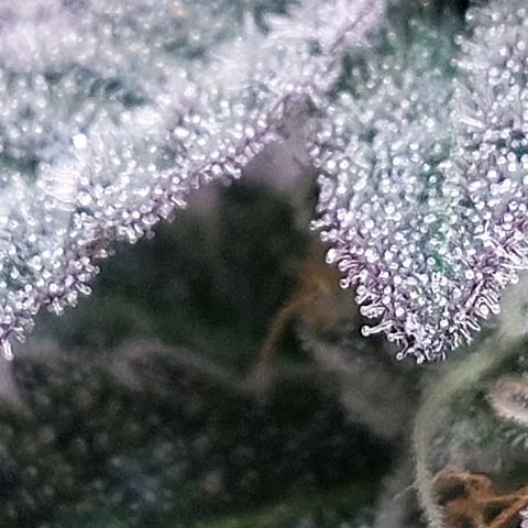 Nanaz growlog timeline photo