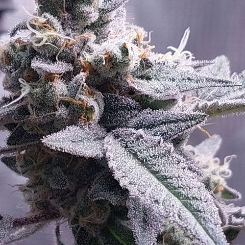 Nanaz growlog timeline photo