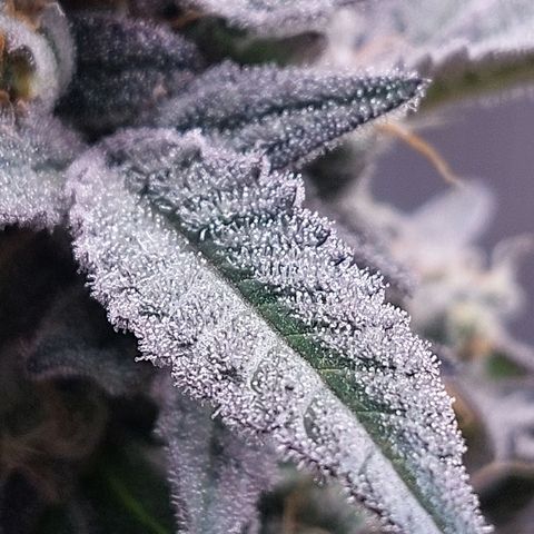 Nanaz growlog timeline photo