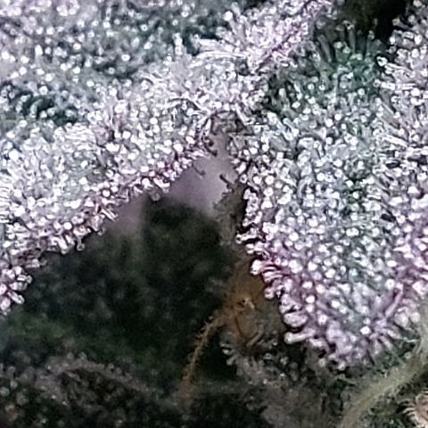 Nanaz growlog timeline photo