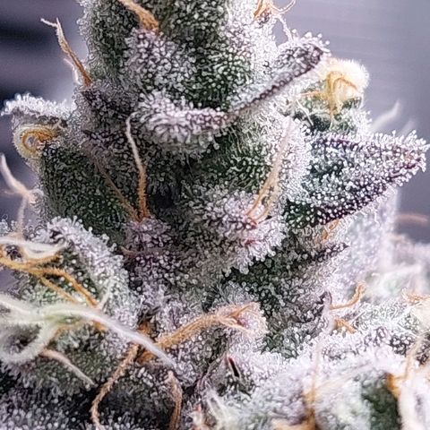 Nanaz growlog timeline photo