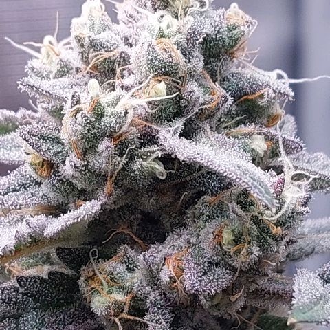 Nanaz growlog timeline photo