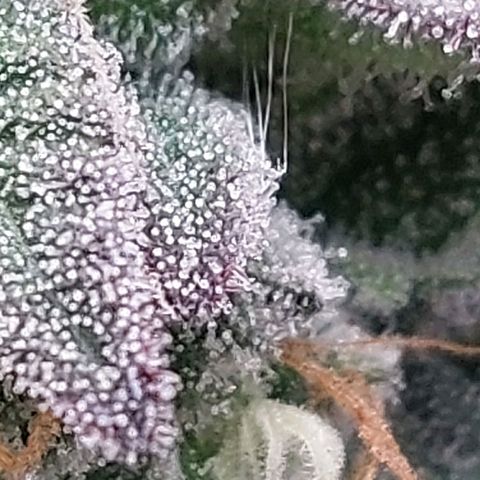 Nanaz growlog timeline photo