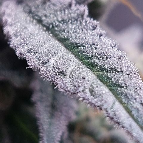 Nanaz growlog timeline photo