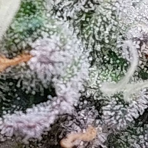 Nanaz growlog timeline photo