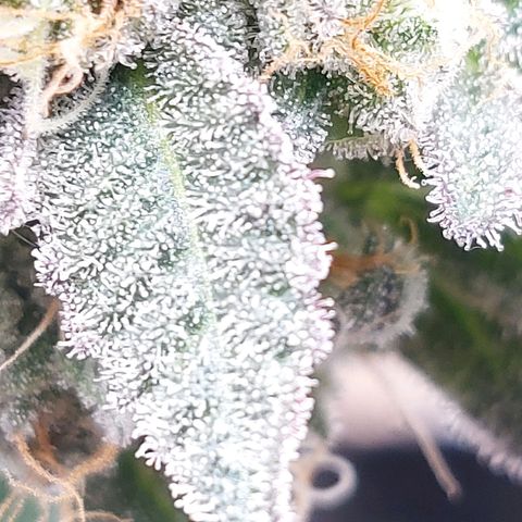 Nanaz growlog timeline photo