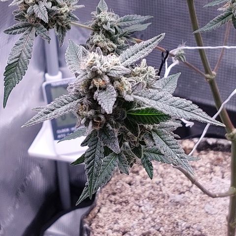 Nanaz growlog timeline photo