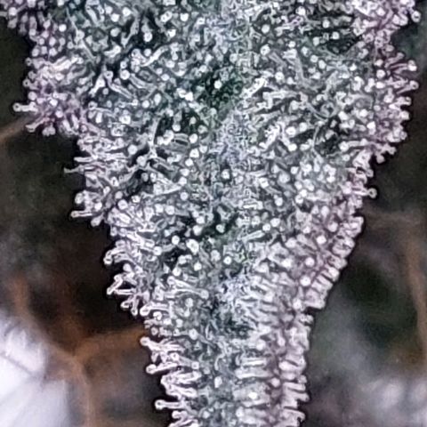 Nanaz growlog timeline photo