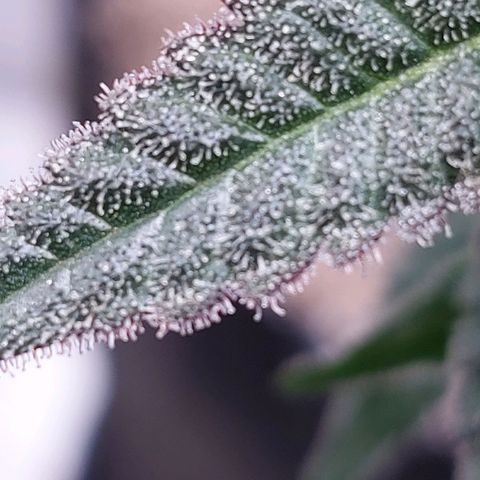 Nanaz growlog timeline photo