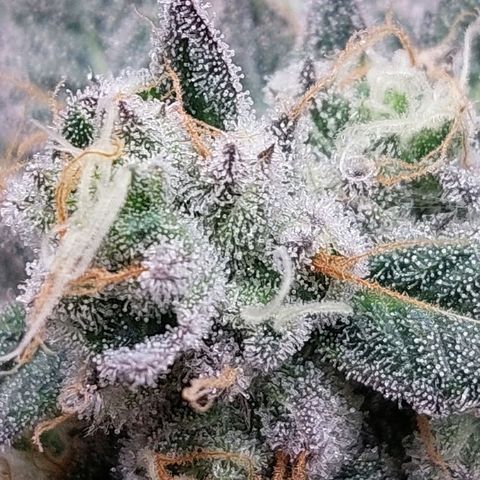 Nanaz growlog timeline photo