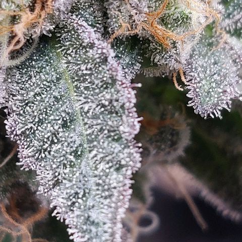 Nanaz growlog timeline photo