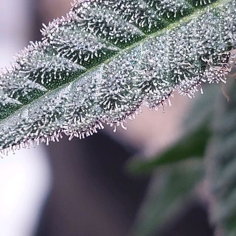 Nanaz growlog timeline photo