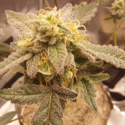 Nanaz growlog timeline photo