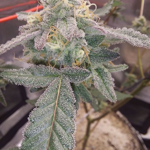 Nanaz growlog timeline photo