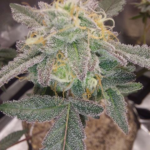 Nanaz growlog timeline photo