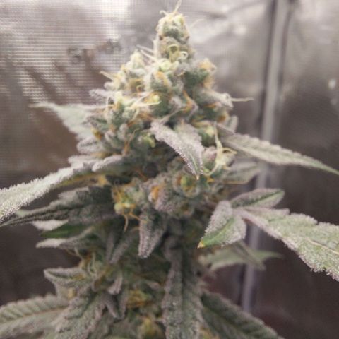 Nanaz growlog timeline photo