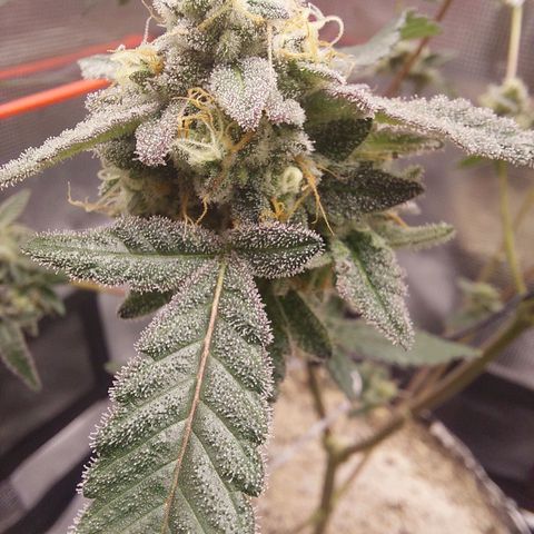 Nanaz growlog timeline photo