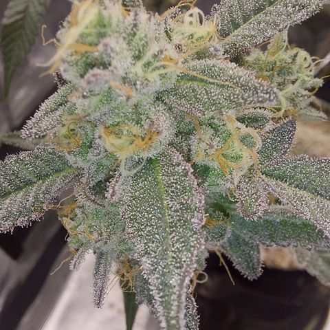 Nanaz growlog timeline photo