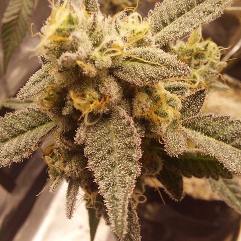 Nanaz growlog timeline photo