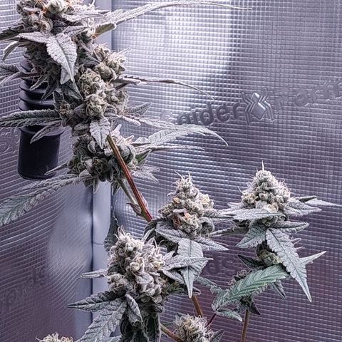 Nanaz growlog timeline photo